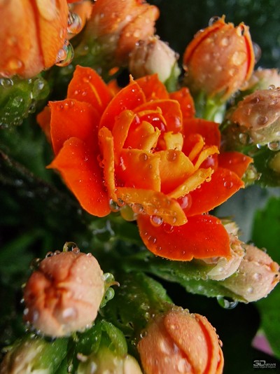 Сравнительный тест камер флагманских смартфонов (2022): Apple iPhone 13 Pro Max, Huawei P50 Pro, Samsung Galaxy S22 Ultra, Xiaomi Mi 11 Ultra 