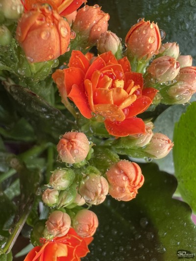 Сравнительный тест камер флагманских смартфонов (2022): Apple iPhone 13 Pro Max, Huawei P50 Pro, Samsung Galaxy S22 Ultra, Xiaomi Mi 11 Ultra 