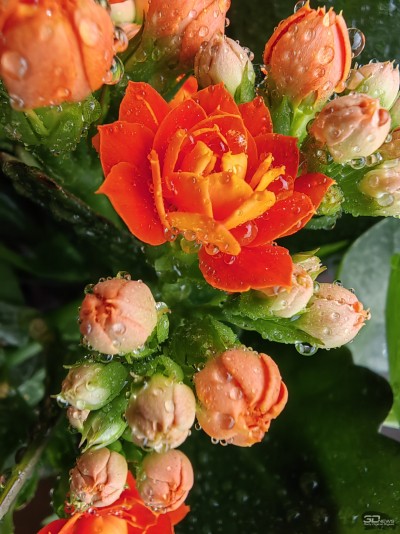 Сравнительный тест камер флагманских смартфонов (2022): Apple iPhone 13 Pro Max, Huawei P50 Pro, Samsung Galaxy S22 Ultra, Xiaomi Mi 11 Ultra 