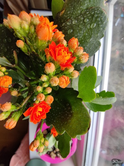 Сравнительный тест камер флагманских смартфонов (2022): Apple iPhone 13 Pro Max, Huawei P50 Pro, Samsung Galaxy S22 Ultra, Xiaomi Mi 11 Ultra 