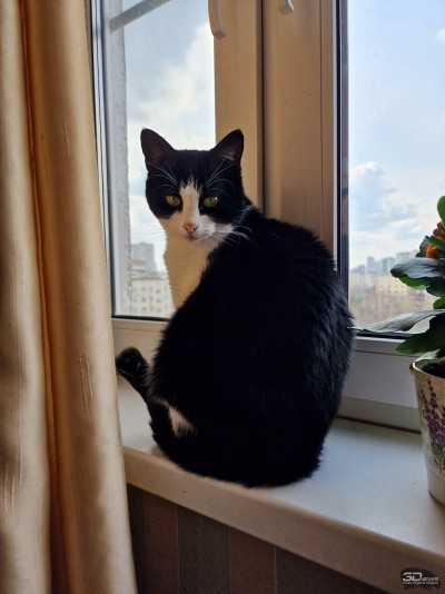 Сравнительный тест камер флагманских смартфонов (2022): Apple iPhone 13 Pro Max, Huawei P50 Pro, Samsung Galaxy S22 Ultra, Xiaomi Mi 11 Ultra 