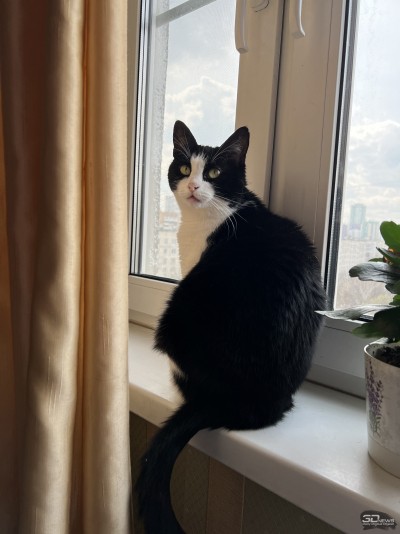 Сравнительный тест камер флагманских смартфонов (2022): Apple iPhone 13 Pro Max, Huawei P50 Pro, Samsung Galaxy S22 Ultra, Xiaomi Mi 11 Ultra 